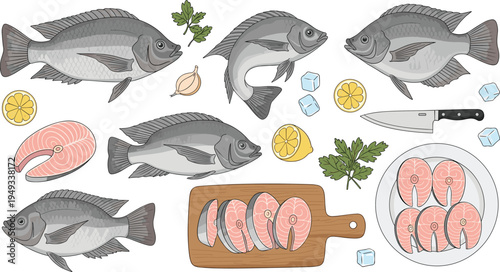 Fresh raw tilapia fish vector set with whole fish, pink fillet steaks on wooden cutting board, lemon slices, herbs, knife, and ice cubes isolated on white background.