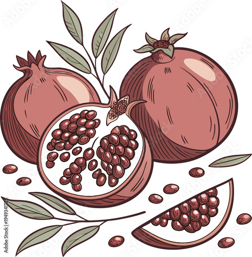 A detailed illustration of pomegranates, set against a plain white background. The image showcases three whole pomegranates and two halved, cut open pomegranates, revealing the juicy, red seeds. The w