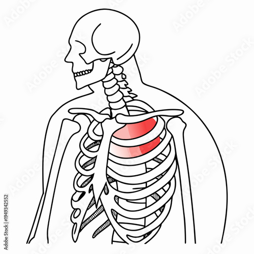 A detailed illustration of the human skeleton with a highlighted ribcage and spine.