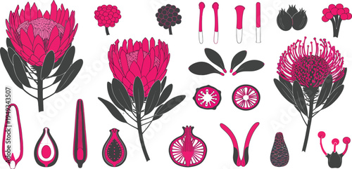 Collection of various protea flower and plant parts in pink and black