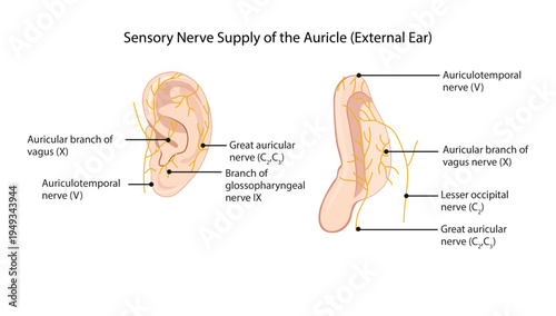 Sensory Nerve Supply of the Auricle (External Ear) the sensory innervation of the auricle including the auriculotemporal, great auricular, lesser occipital, vagus, and glossopharyngeal nerves.