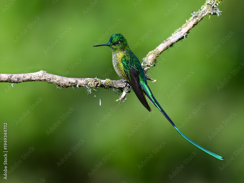 Obraz premium Male Long-tailed Sylph Hummingbird Perched on Lichen Covered Branch