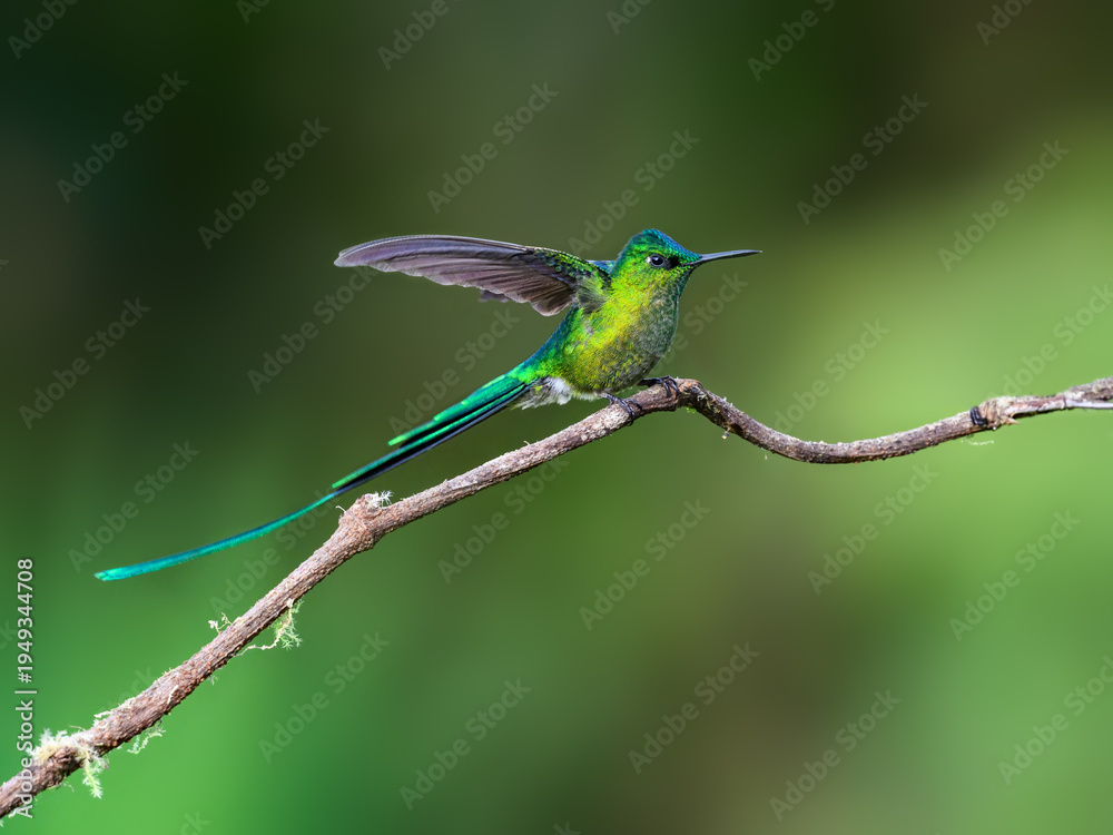 Obraz premium Male Long-tailed Sylph Hummingbird Perched on Branch with Wings Spread