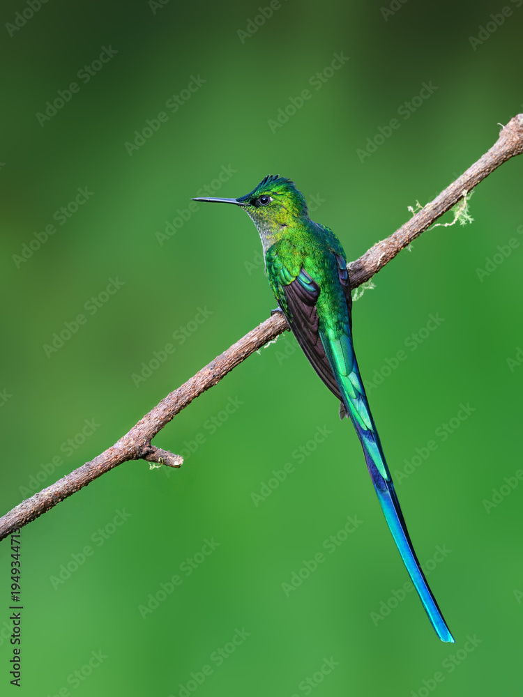 Obraz premium Male Long-tailed Sylph Hummingbird Perched on Lichen Covered Branch