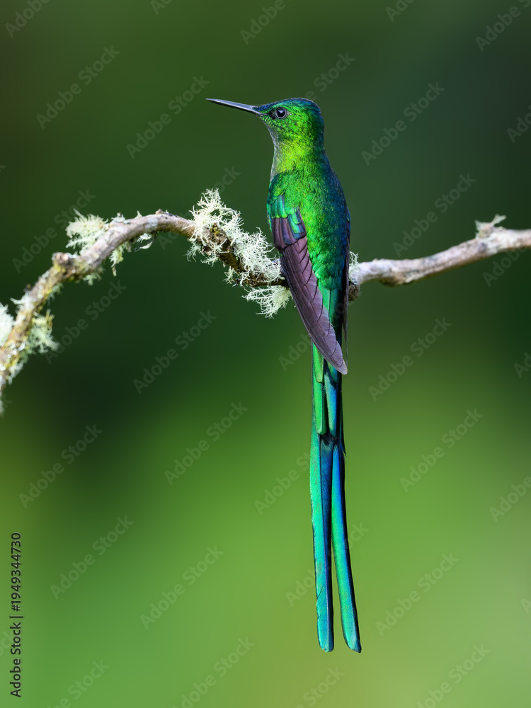 Naklejka premium Male Long-tailed Sylph Hummingbird Perched on Lichen Covered Branch