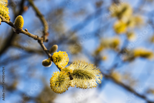 Kätzchenweide im Frühling