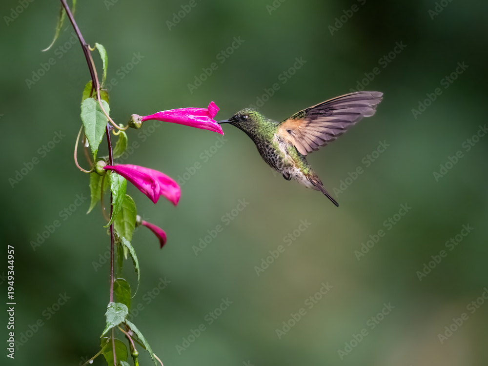 Naklejka premium Mountain Velvetbreast Hummingbird Hovering to Feed from Pink Flowers