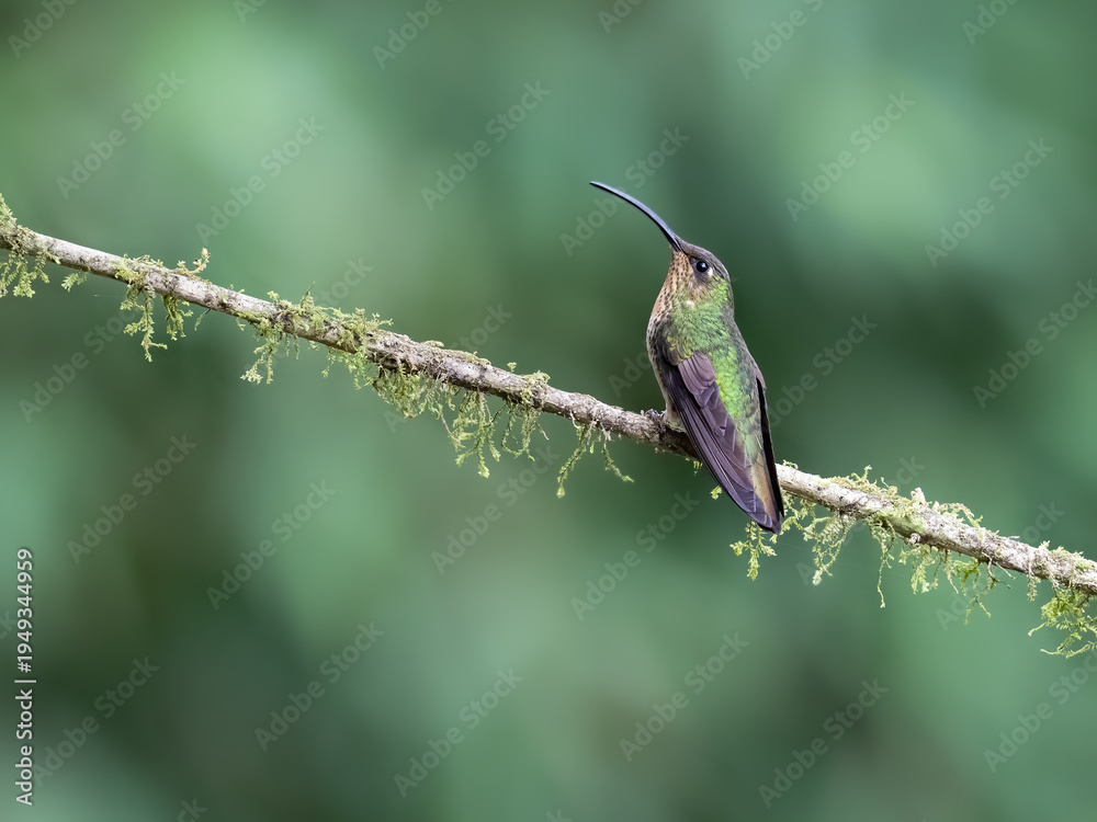 Naklejka premium Mountain Velvetbreast Hummingbird Perched on Mossy Branch in Rainforest