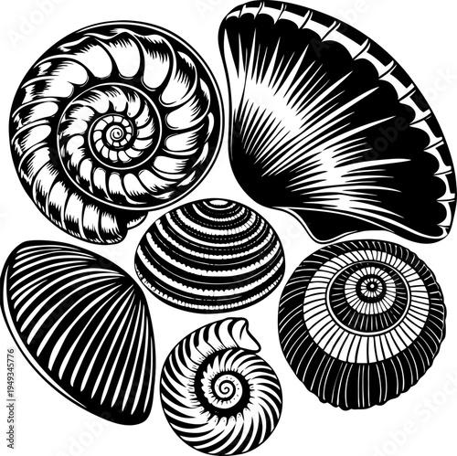 A detailed illustration showcasing various seashells, arranged in a visually engaging composition. The image displays diverse seashell types, each rendered with meticulous detail. The seashells exhibi
