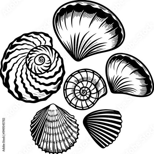 A detailed illustration showcasing various seashells, arranged in a visually engaging composition. The image displays diverse seashell types, each rendered with meticulous detail. The seashells exhibi