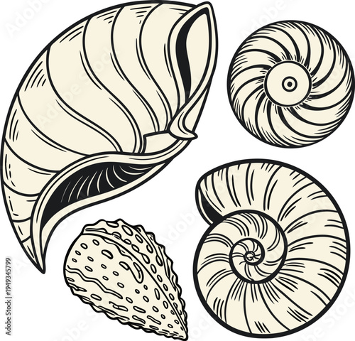 A detailed illustration showcasing various seashells, arranged in a visually engaging composition. The image displays diverse seashell types, each rendered with meticulous detail. The seashells exhibi