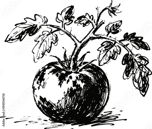Vintage hand drawn tomato with leaves illustration, botanical garden plant sketch, fresh vegetable art