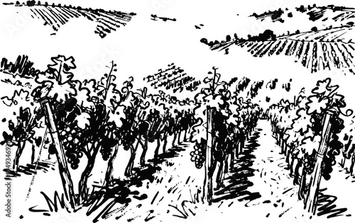 Vineyard rows with grapevines on a sunny hillside landscape agricultural field, farming plants, vineyard plantation