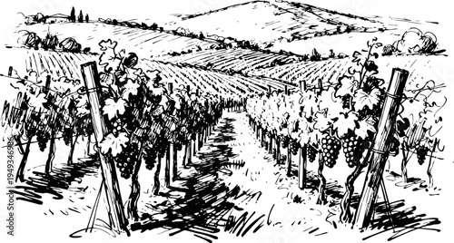 black and white vineyard landscape illustration with rows of grapevines and hills in background