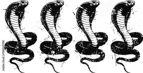 Four black and white cobras with raised hoods and coiled tails isolated on white background