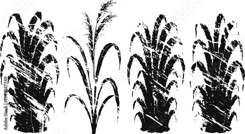 grain and corn silhouettes agricultural crops in black and white, rustic farm natural harvest concept