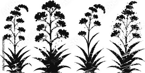 Silhouette of four aloe vera plants with floral spikes, isolated black botanical vector illustration