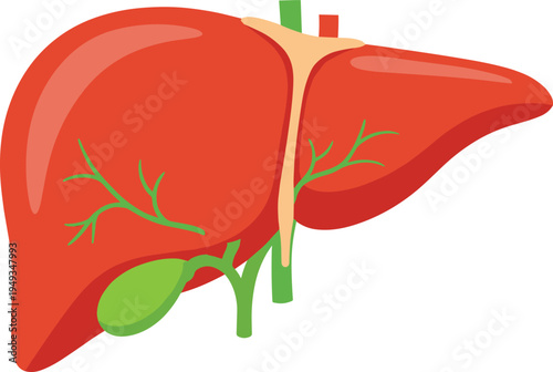 Human liver anatomy illustration with bile ducts gallbladder hepatic artery portal vein digestive system medical educational diagram flat vector
