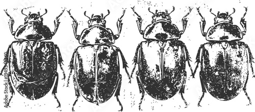 Vintage black and white illustration of four beetles with detailed anatomy, entomology collection art