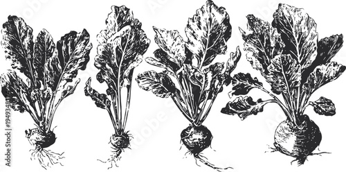 Vintage hand drawn beets with leaves botanical vegetable illustration root crop garden food plant sketch
