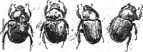 Vintage black and white beetle illustrations showing detailed insect anatomy in different poses