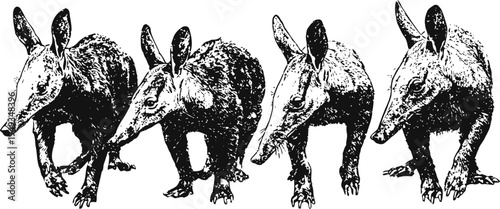 four running anteaters side view hand drawn wild animals walking in a line wildlife nature sketch illustration