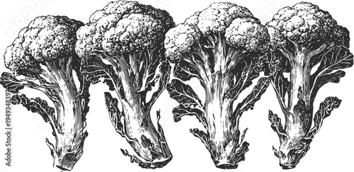 Black and white illustration of broccoli florets in detailed engraving style, healthy vegetable concept
