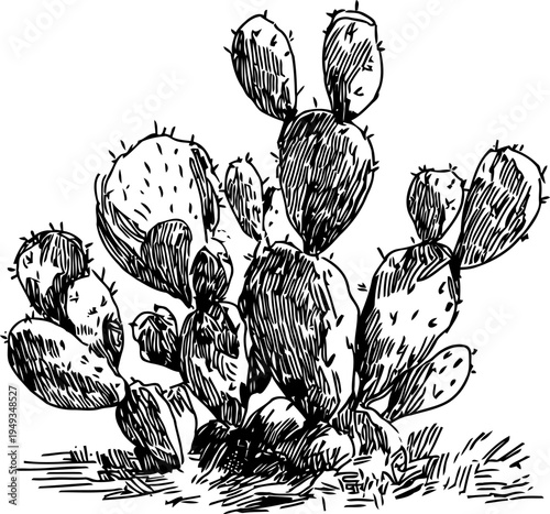 prickly pear cactus illustration with detailed spines and pads in vintage botanical