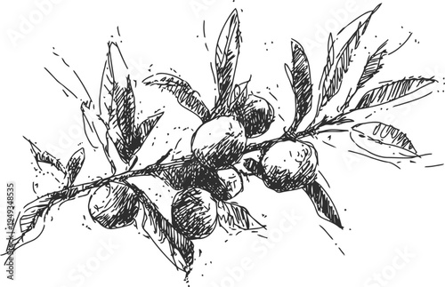 black and white sketch of a fruit branch with leaves and round fruits in botanical