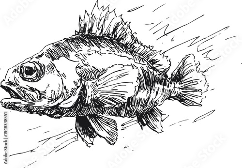 hand drawn black and white detailed fish sketch with textured scales and fins swimming underwater