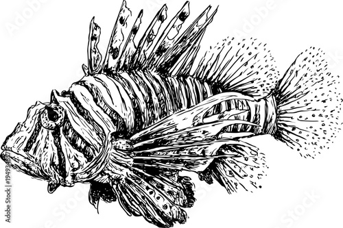 Lionfish illustration with detailed spines and fins in black and white vintage drawing