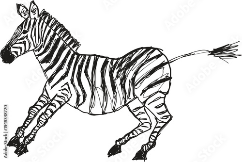 Black and white zebra jumping in motion wild african animal with striped fur, agile and energetic pose