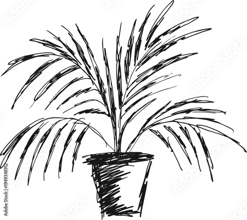 Hand drawn sketch of a potted palm plant with long arching leaves in simple black lines