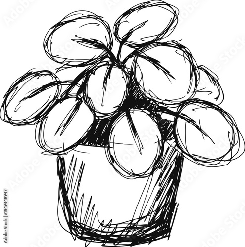 Hand drawn sketch of a potted plant with round leaves in black ink lines