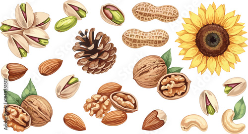 Mixed Nuts and Seeds Illustration Collection with Pistachios Peanuts Almonds Walnuts Cashews Pine Nuts Sunflower and Leaves for Healthy Snack Nutrition Organic Food Designs