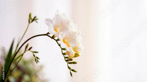 Close up of white freesia flowers on a curved stem with buds. Elegant floral macro on a soft blurred background. Minimalist botanical photography of spring blossom