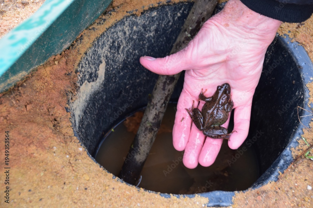 Φωτογραφία Frog Protection spawning migration - frog fence is set to prevent frogs from crossing streets and pails are placed to collect frogs fallen into