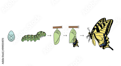 The life cycle of a butterfly from egg to beautiful winged insect