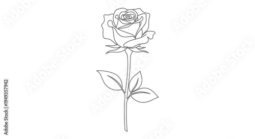 Detailed drawing of a single rose.