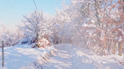 Peaceful snowy forest path in winter sunlight