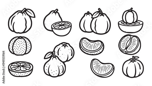 Collection of Citrus Fruit Illustrations: Whole Halved and Sliced Segments Vector Graphics