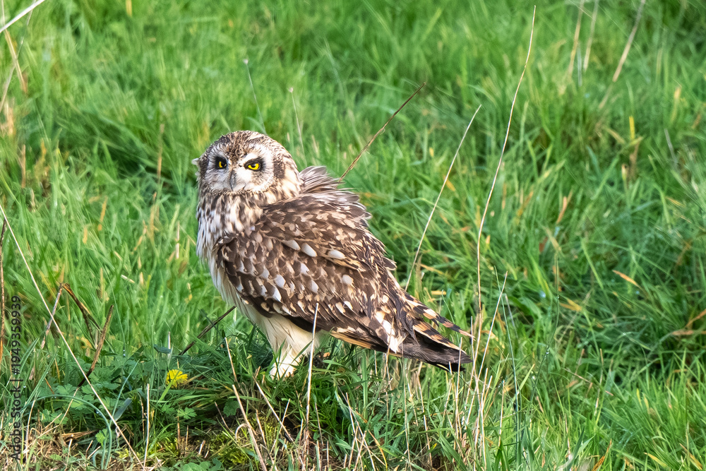 Fototapeta premium Hibou des marais