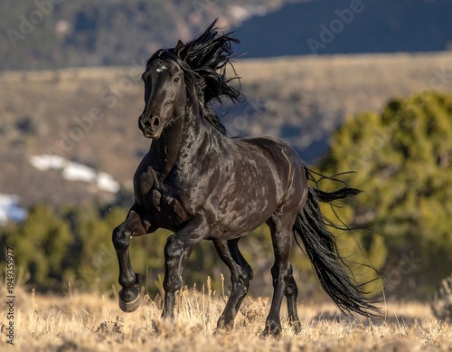 Gleaming black horse galloping across a dry field, mane flowing in the wind, against a muted hillside backdrop