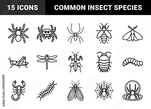 Arachnid and insect biology illustrations for educational diagrams. Minimalist monoline pictograms featuring diverse garden bugs and creepy crawlies.