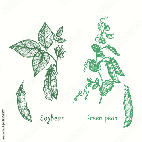 Soybean plant (Glycine max), Sweet pea twig with leaves and pods set.  Doodle drawing in woodcut style