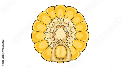 Corn Cross Section View.
