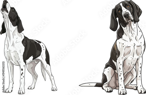 Gascon Saintongeois dog standing howling sitting curious pose set