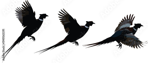 Flying pheasant bird set with wings spread isolated on white background wildlife vector illustration featuring pheasant flight poses for hunting logo nature design