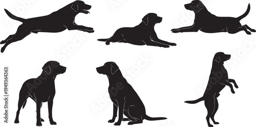 Dogs in Various Poses on a White Background
