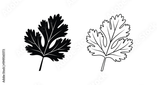 Detailed illustration of parsley leaves one solid and one outlined silhouette